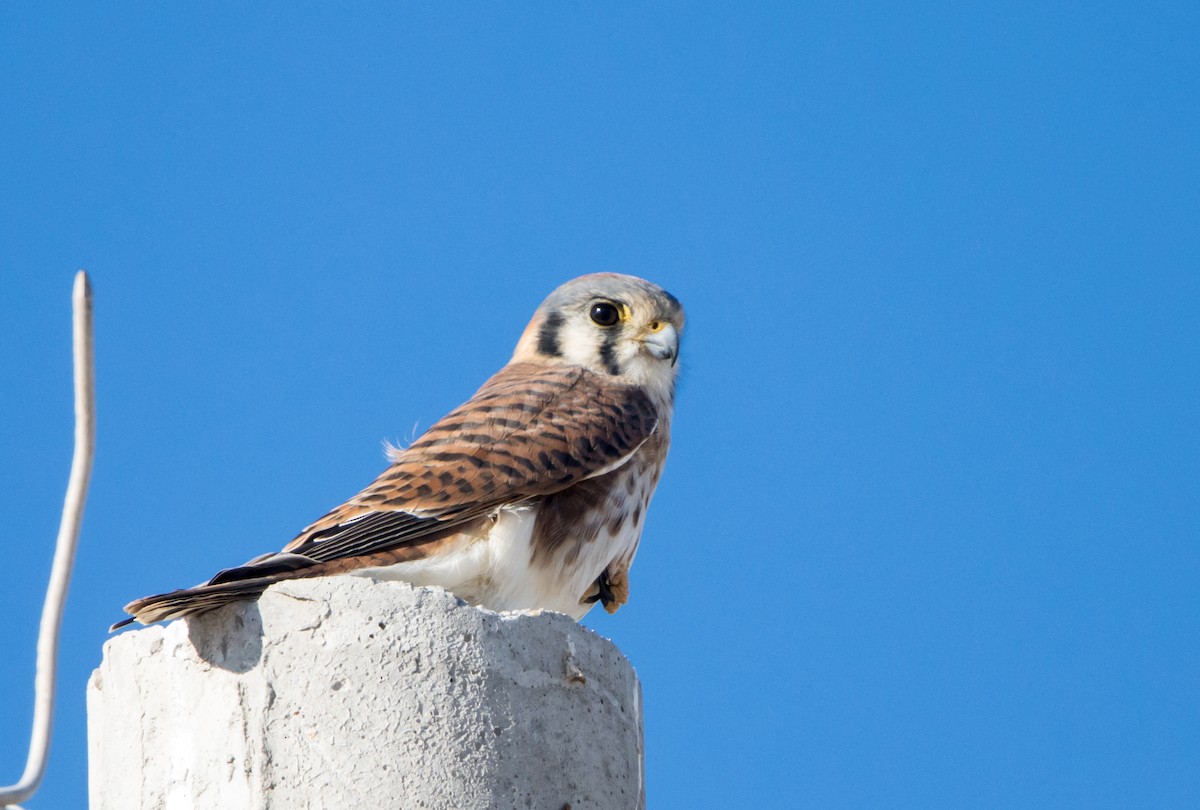 American Kestrel - ML611764341