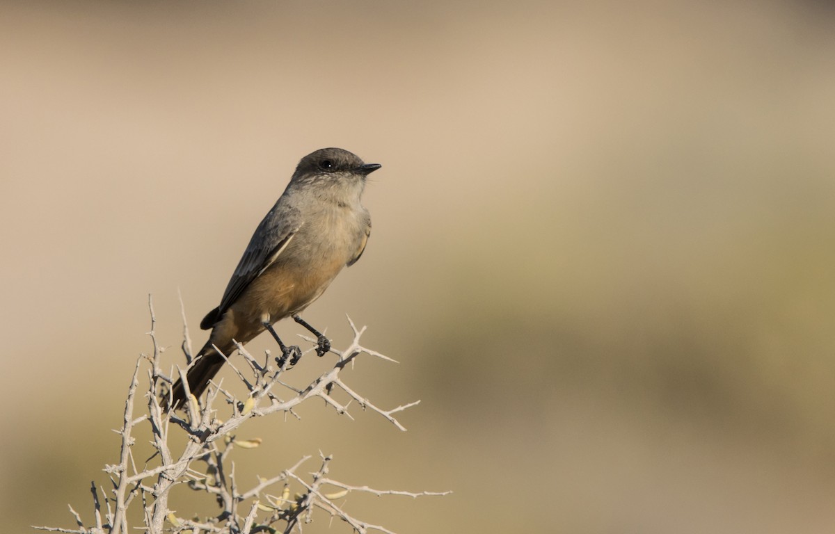 Say's Phoebe - Daniel Ward