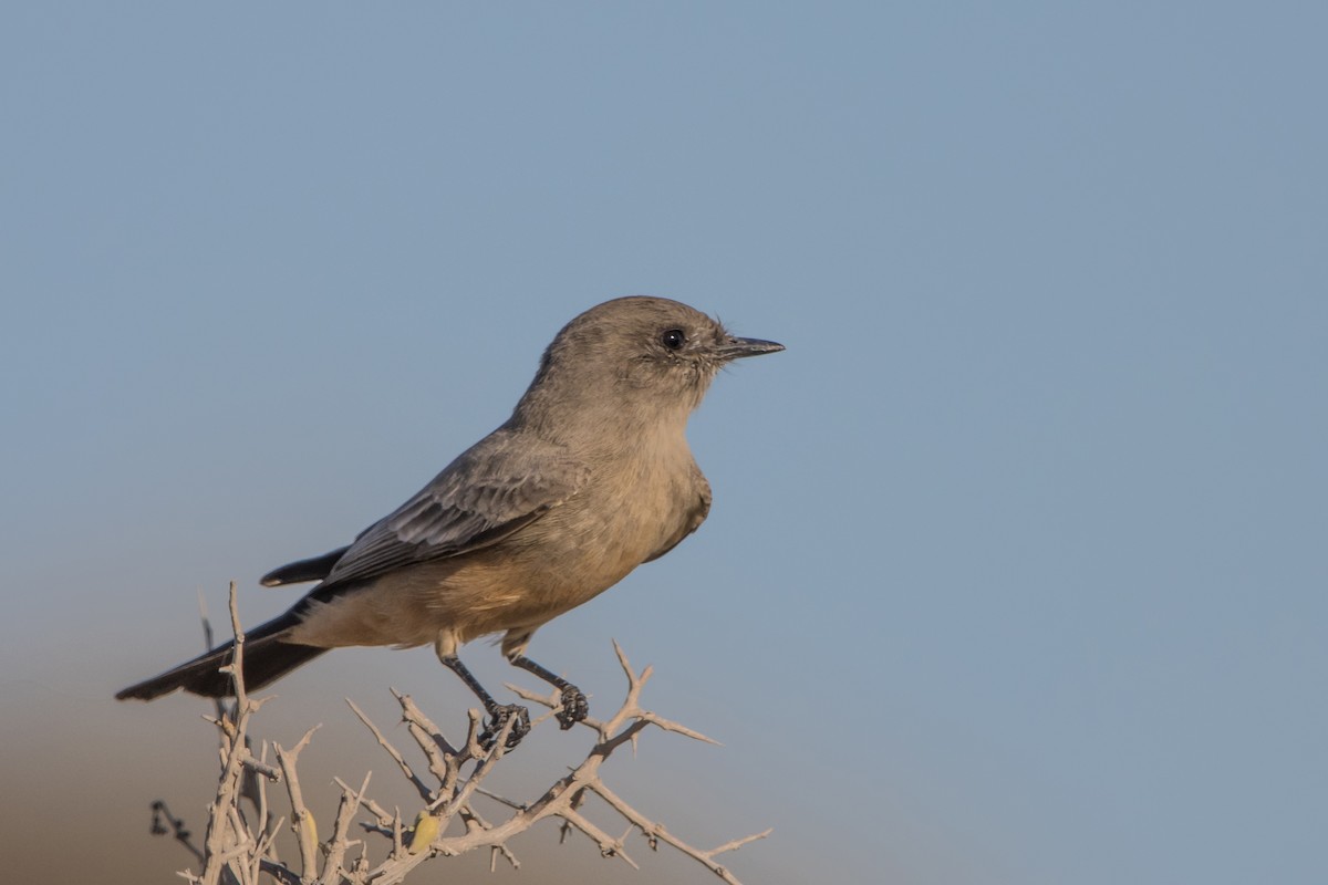 Say's Phoebe - Daniel Ward