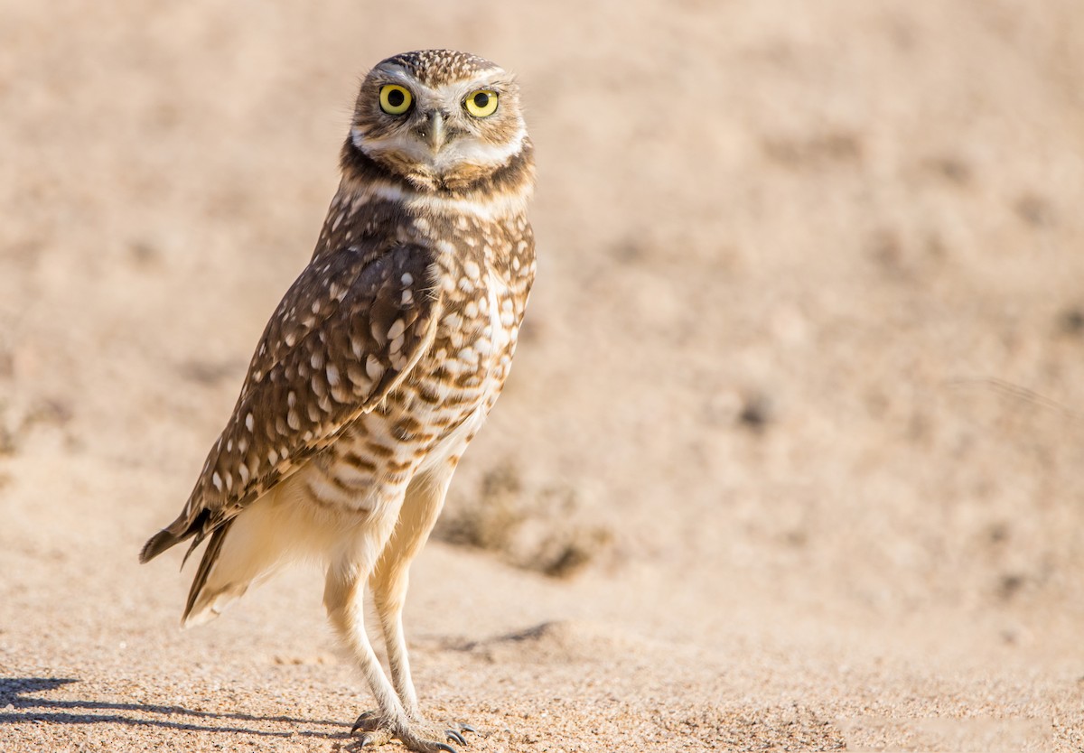 Burrowing Owl - ML611764417