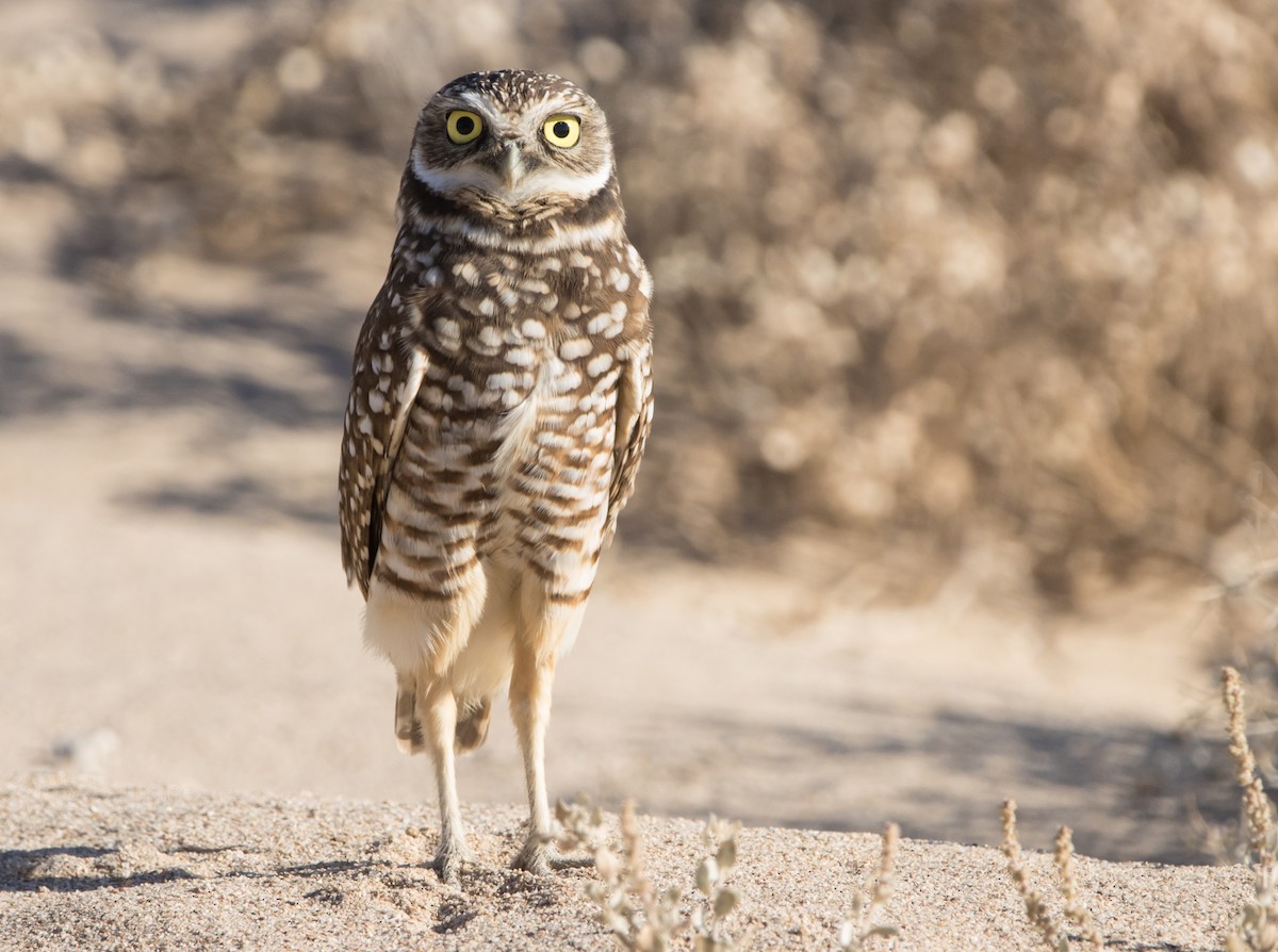 Burrowing Owl - ML611764421