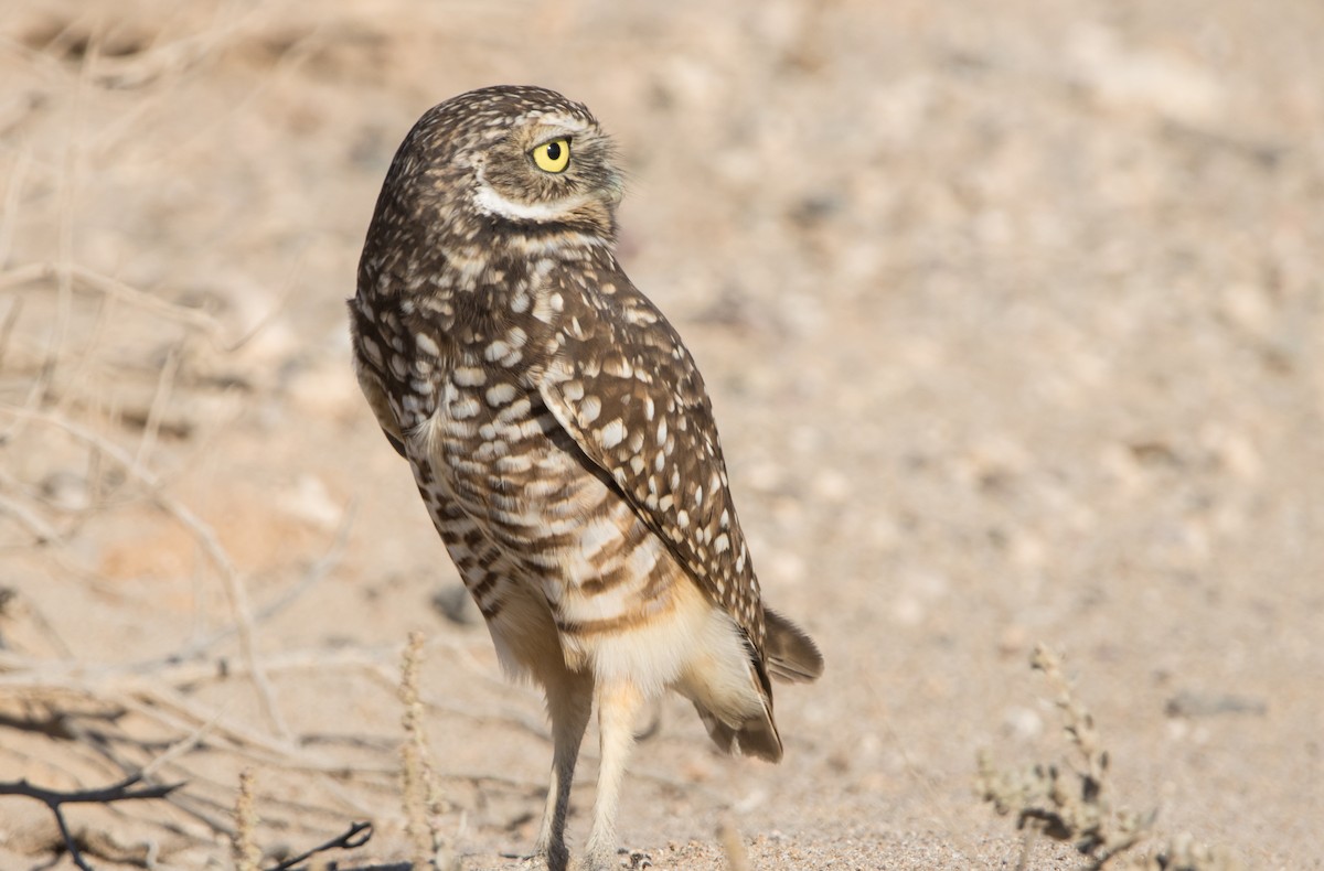 Burrowing Owl - ML611764425