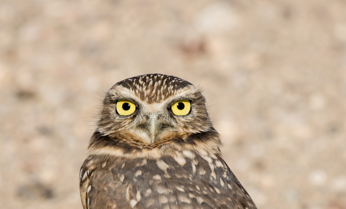 Burrowing Owl - ML611764426