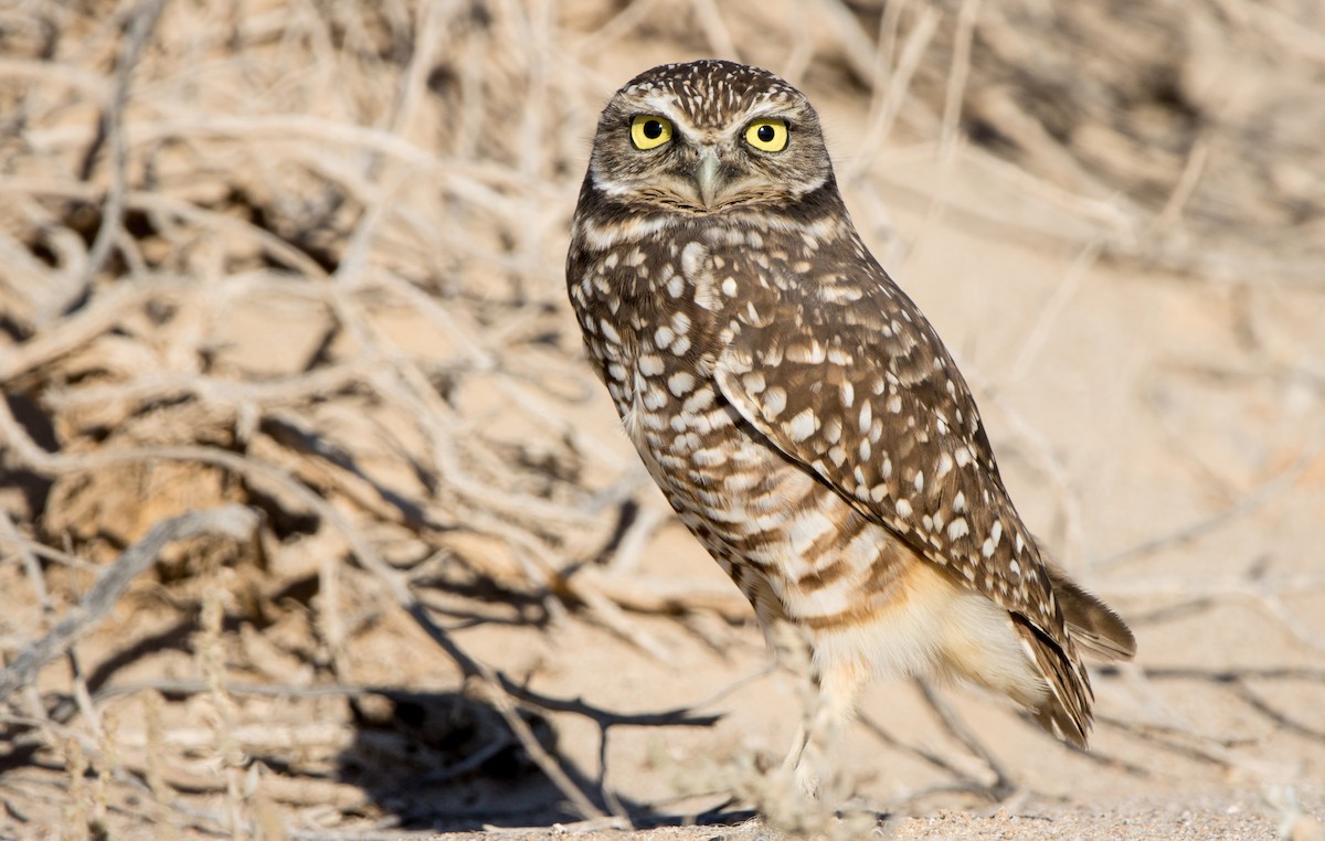 Burrowing Owl - ML611764429