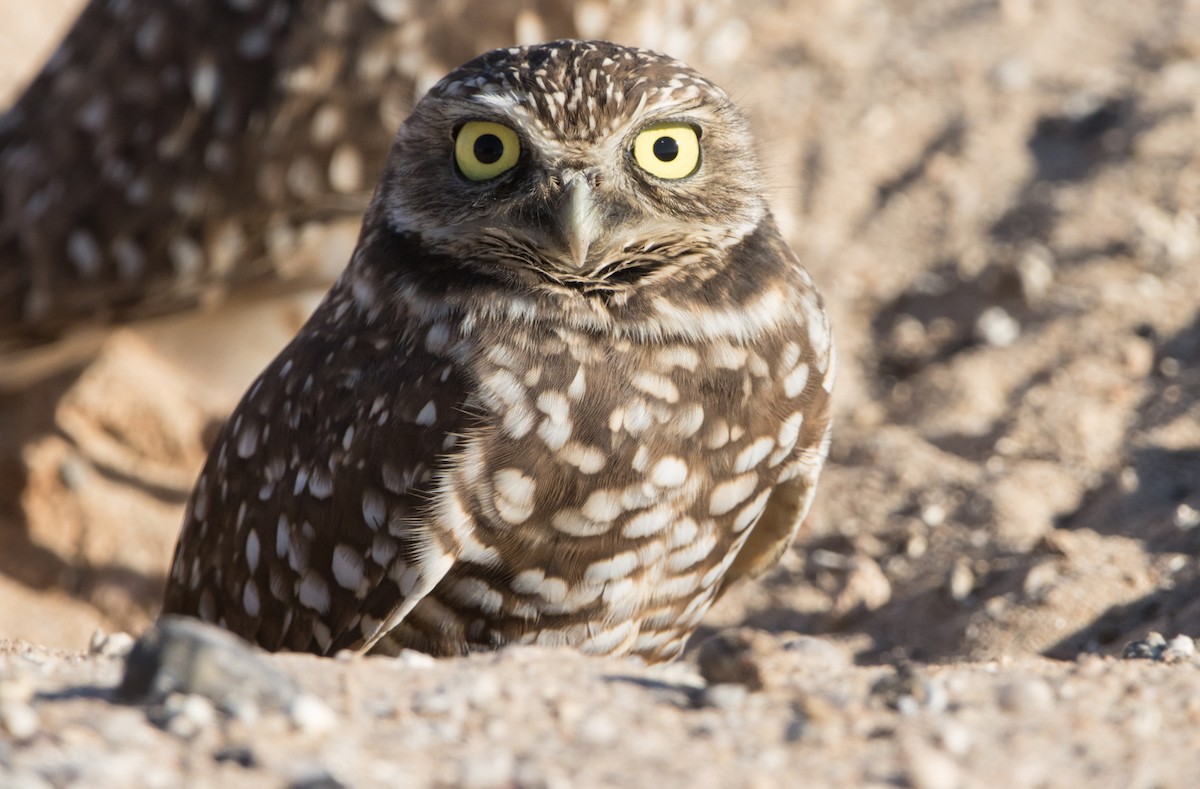 Burrowing Owl - Daniel Ward