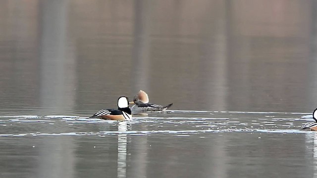 Hooded Merganser - ML611764565