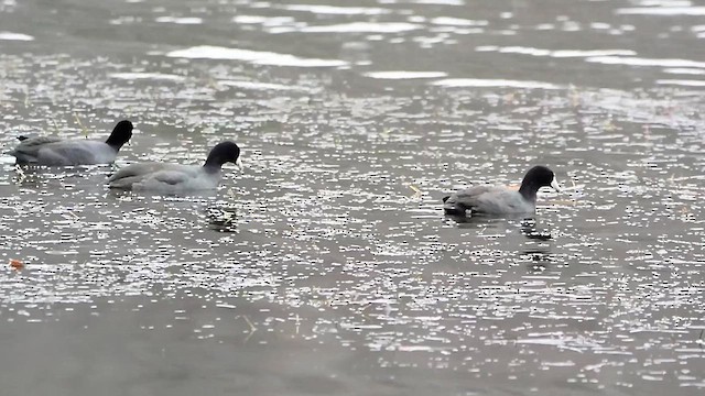 American Coot - ML611764585