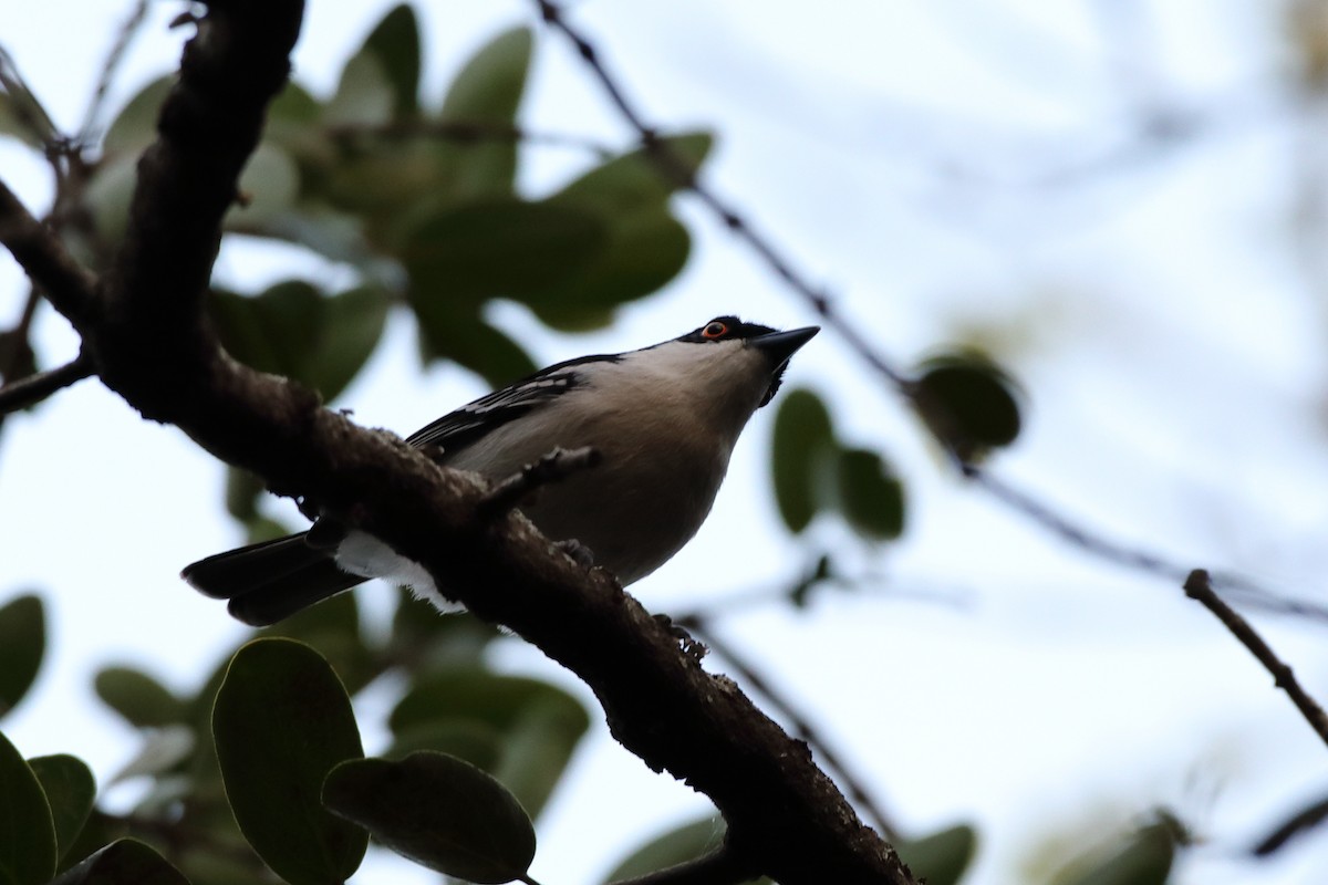 Black-backed Puffback (White-winged) - ML611764738