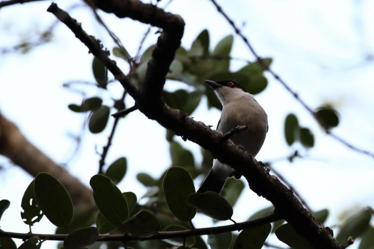 Black-backed Puffback (White-winged) - ML611764739