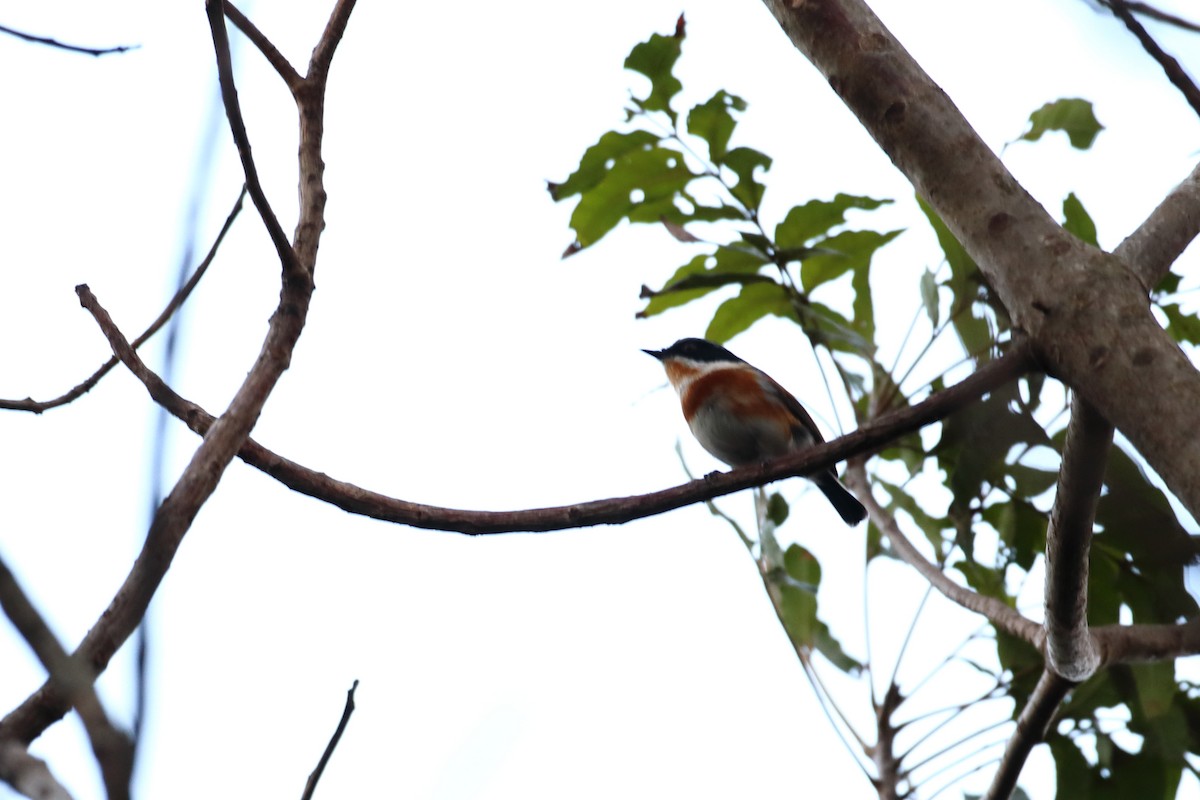 ムナグロセワタビタキ（capensis） - ML611764754