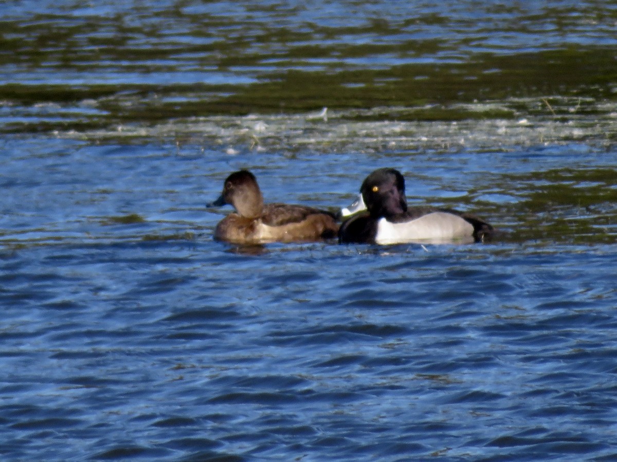 Ring-necked Duck - ML611764756