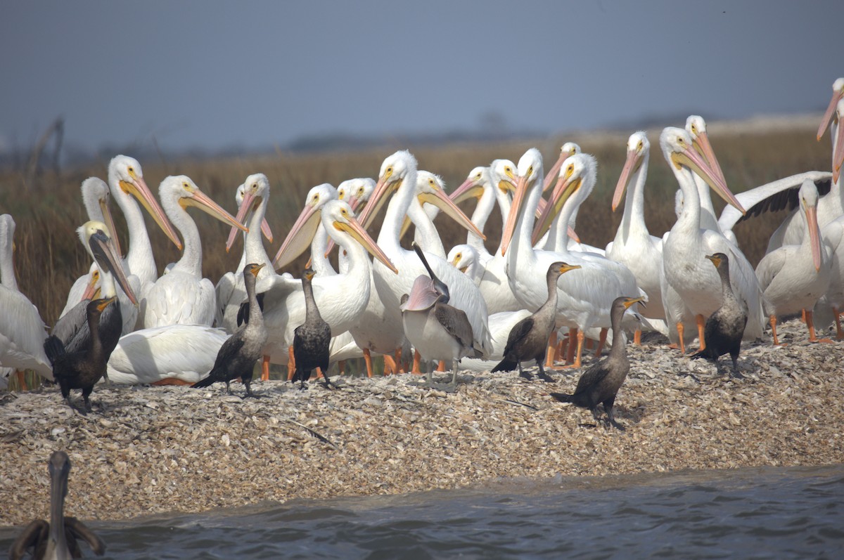 pelikán severoamerický - ML611765011