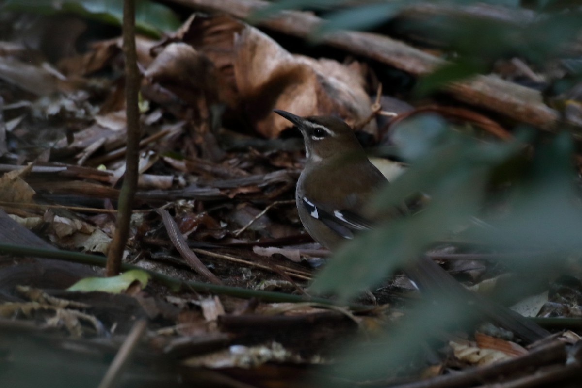 Brown Scrub-Robin - ML611765033