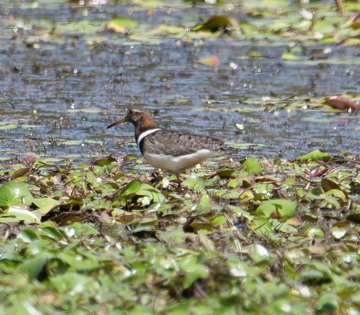 Australian Painted-Snipe - ML611765106