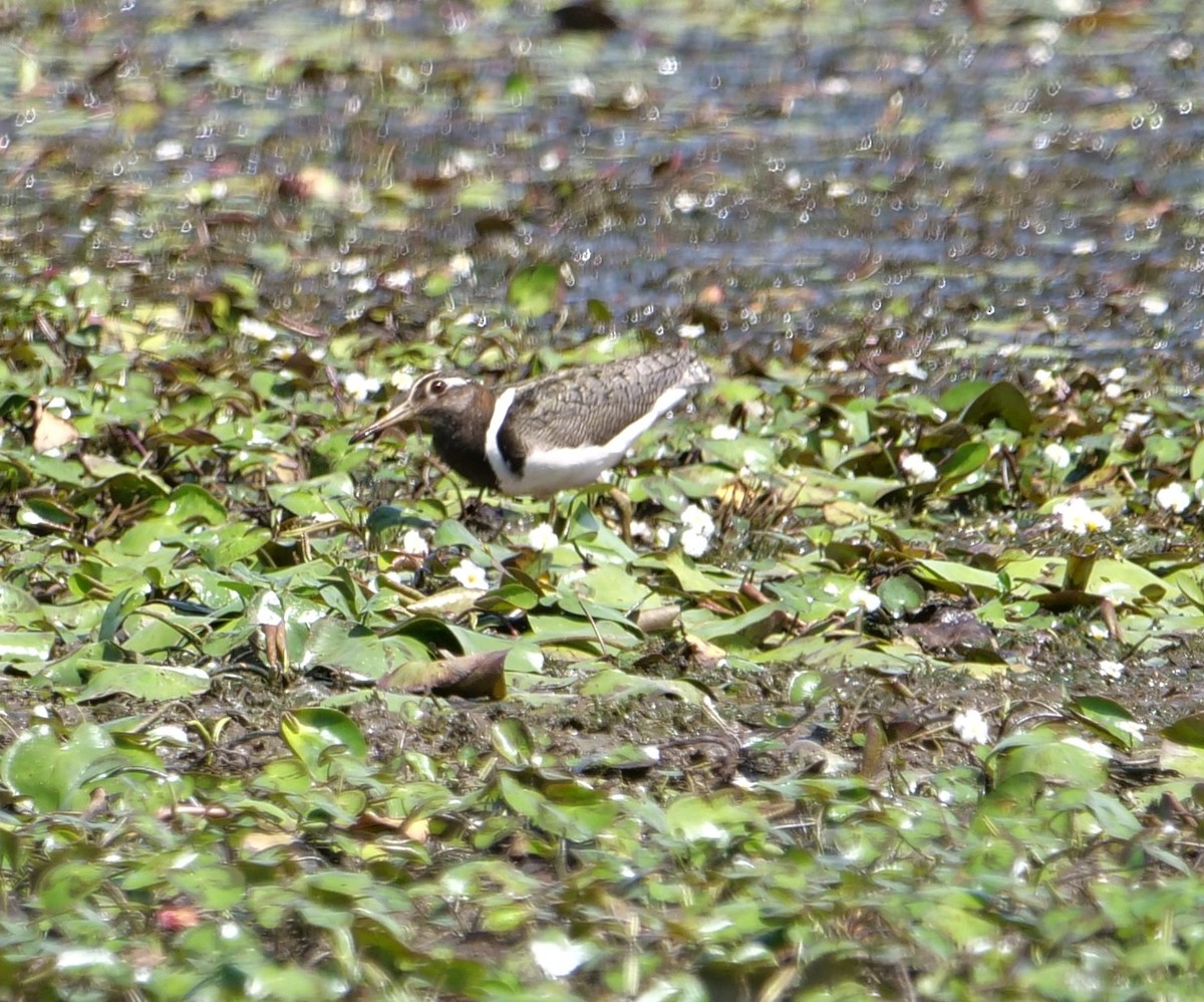 Australian Painted-Snipe - ML611765107