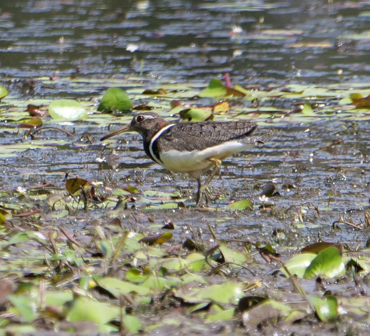 Australian Painted-Snipe - ML611765108