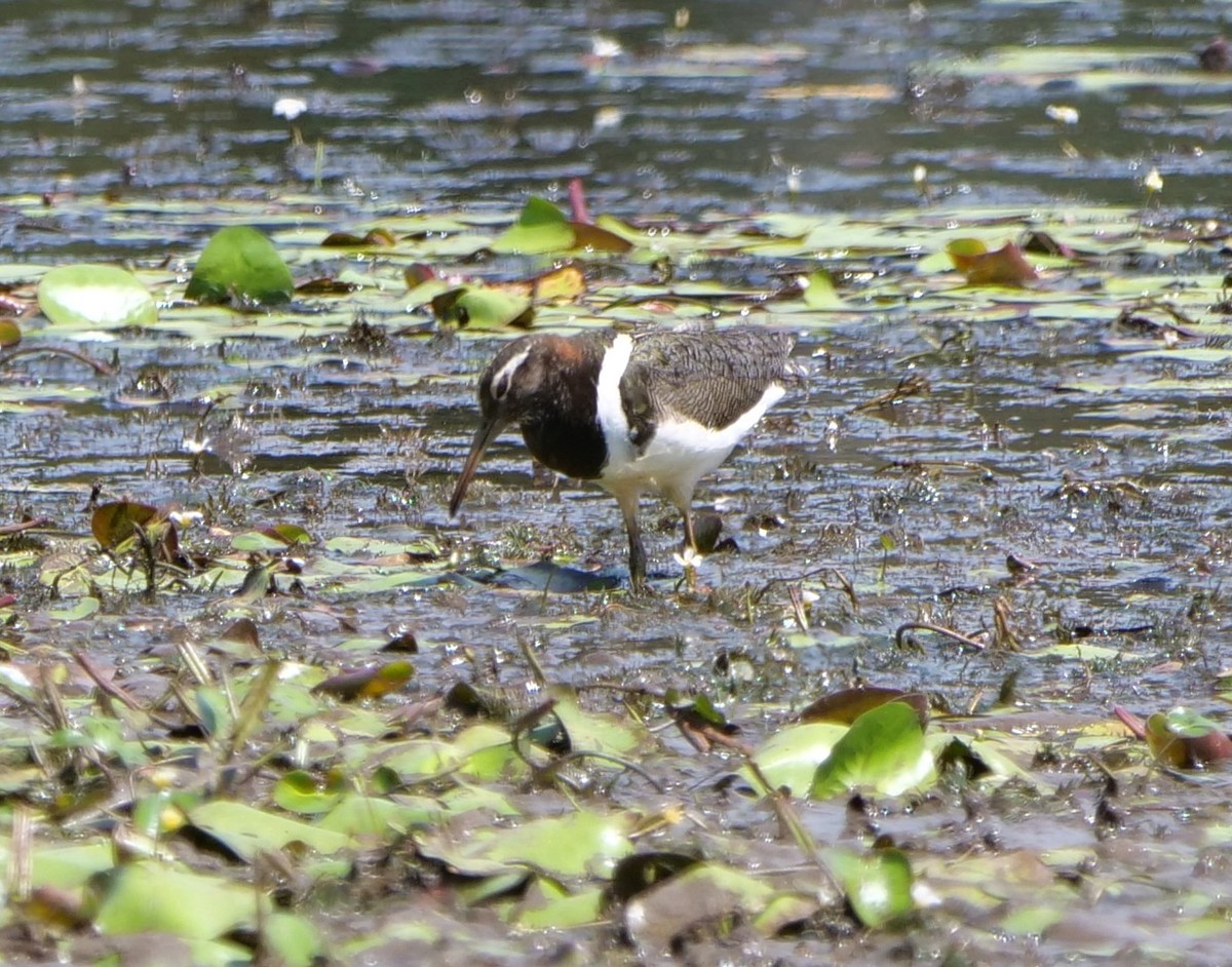 Australian Painted-Snipe - ML611765109