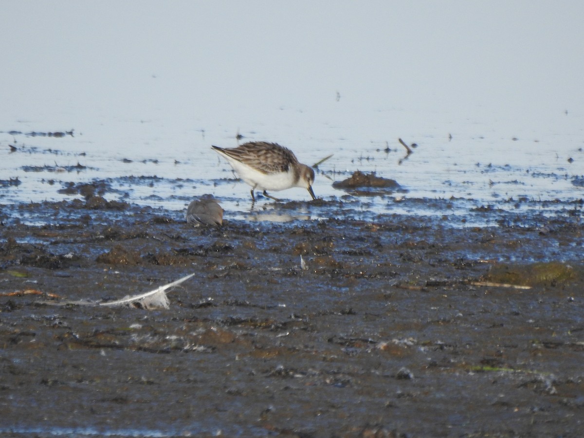 Semipalmated Sandpiper - Ron Marek