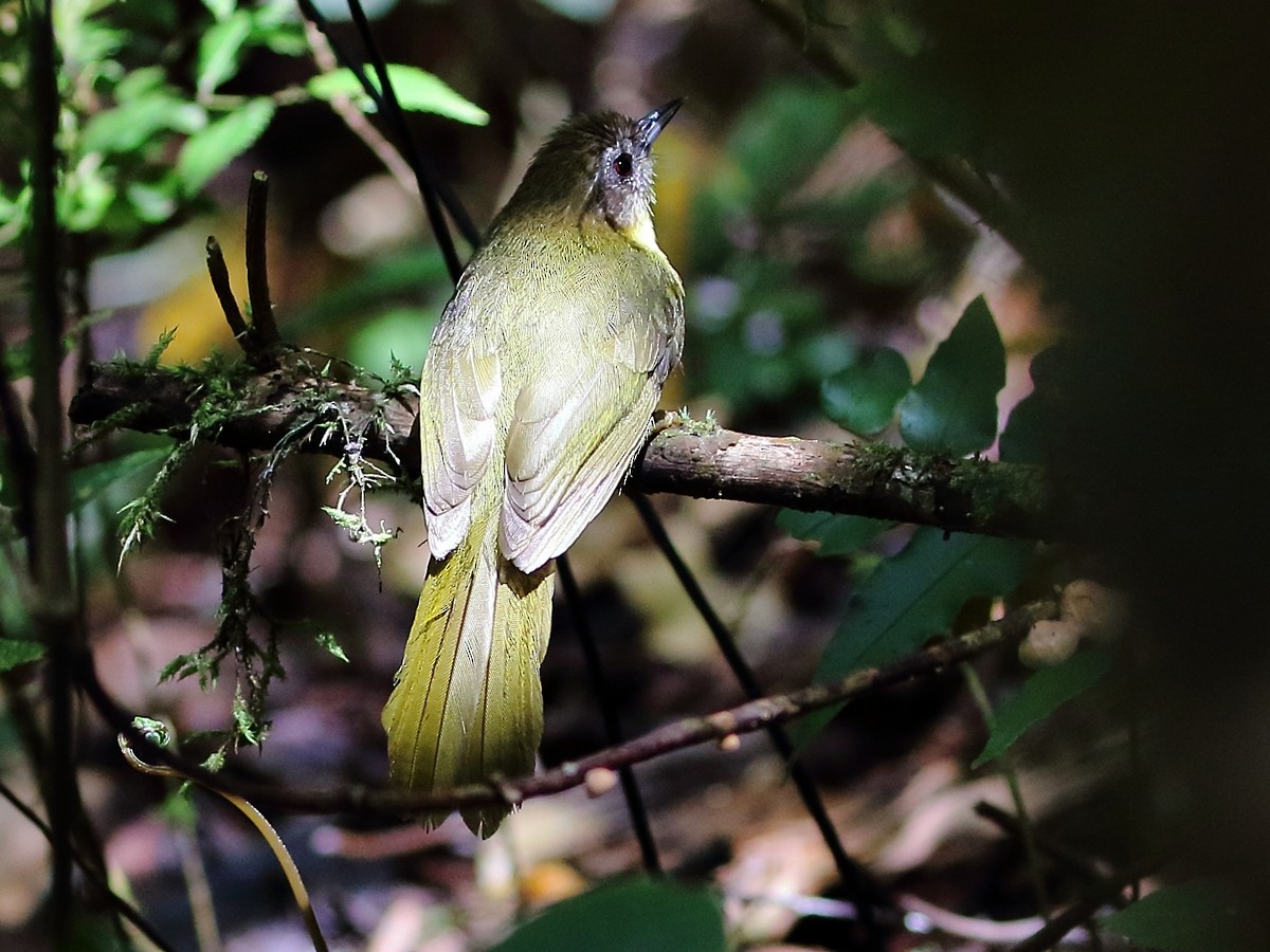 Wedge-tailed Jery - ML611765240