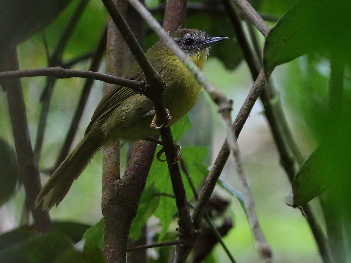 Wedge-tailed Jery - Attila Steiner