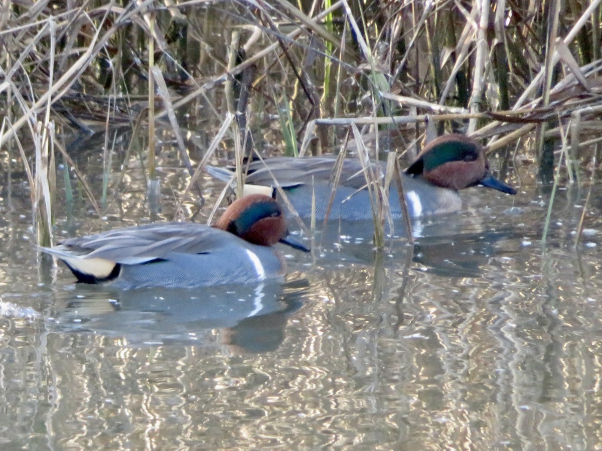 Green-winged Teal - ML611765286