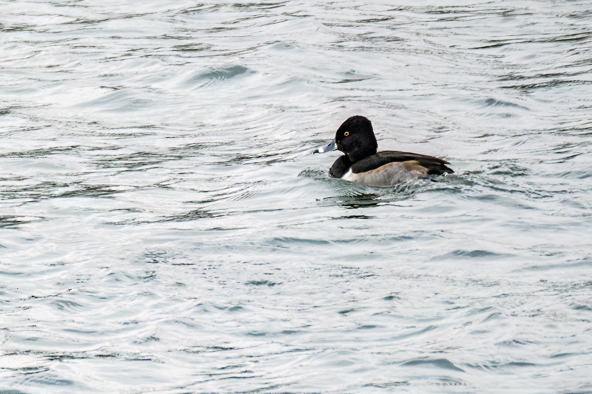 Ring-necked Duck - ML611765316