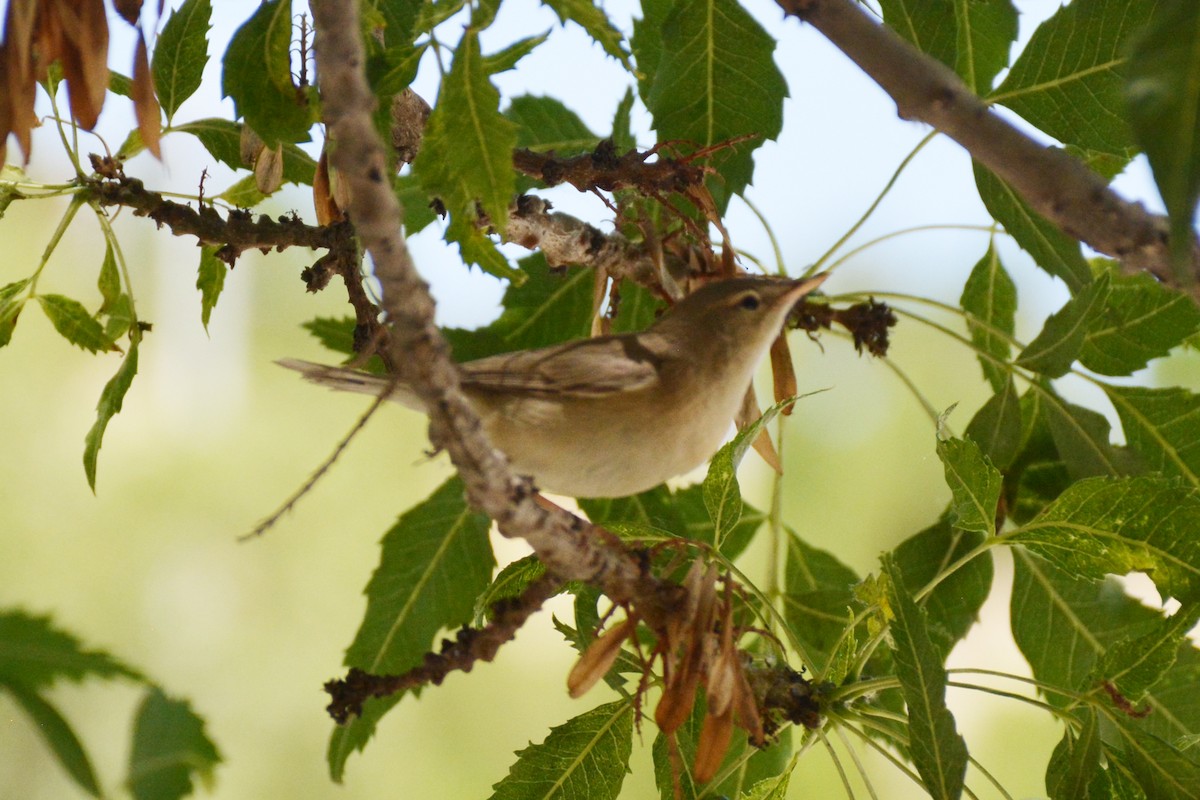 Sykes's Warbler - ML611765359