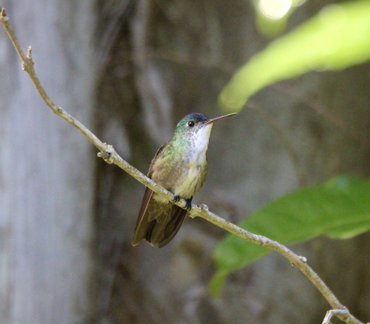 Azure-crowned Hummingbird - ML611765434