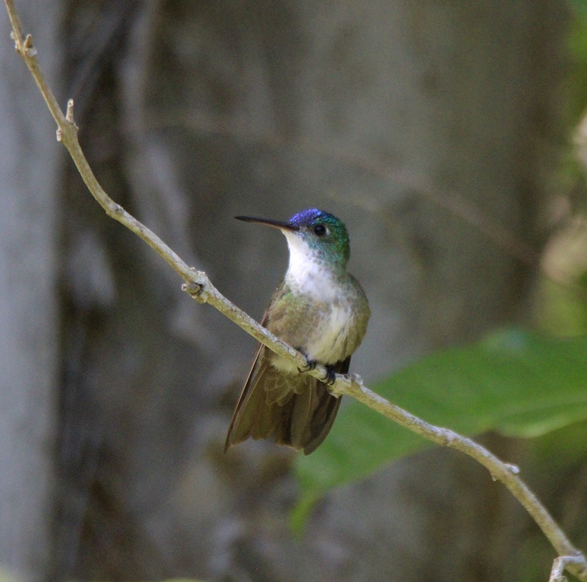 Azure-crowned Hummingbird - ML611765435