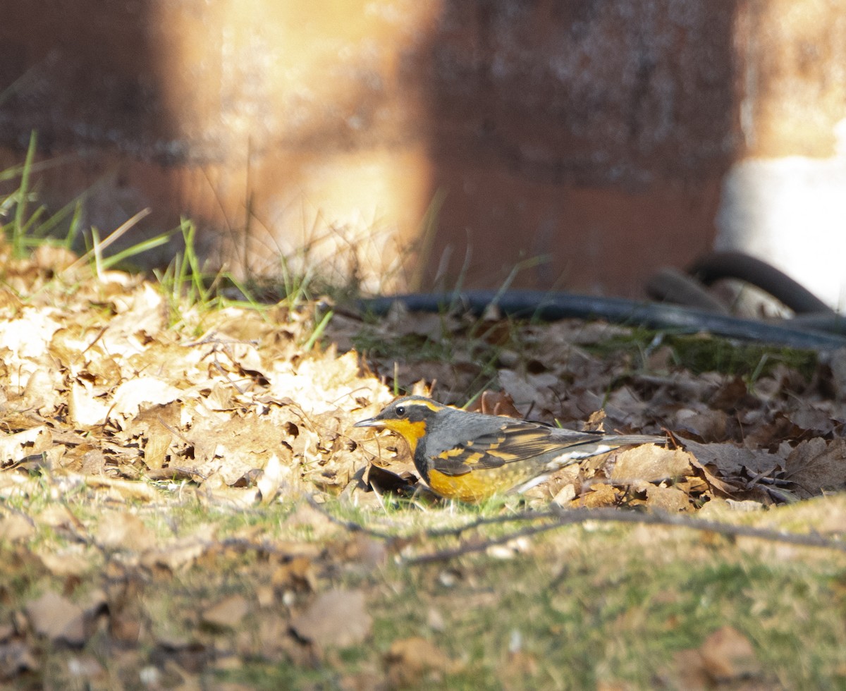 drozd pruhokřídlý - ML611765474