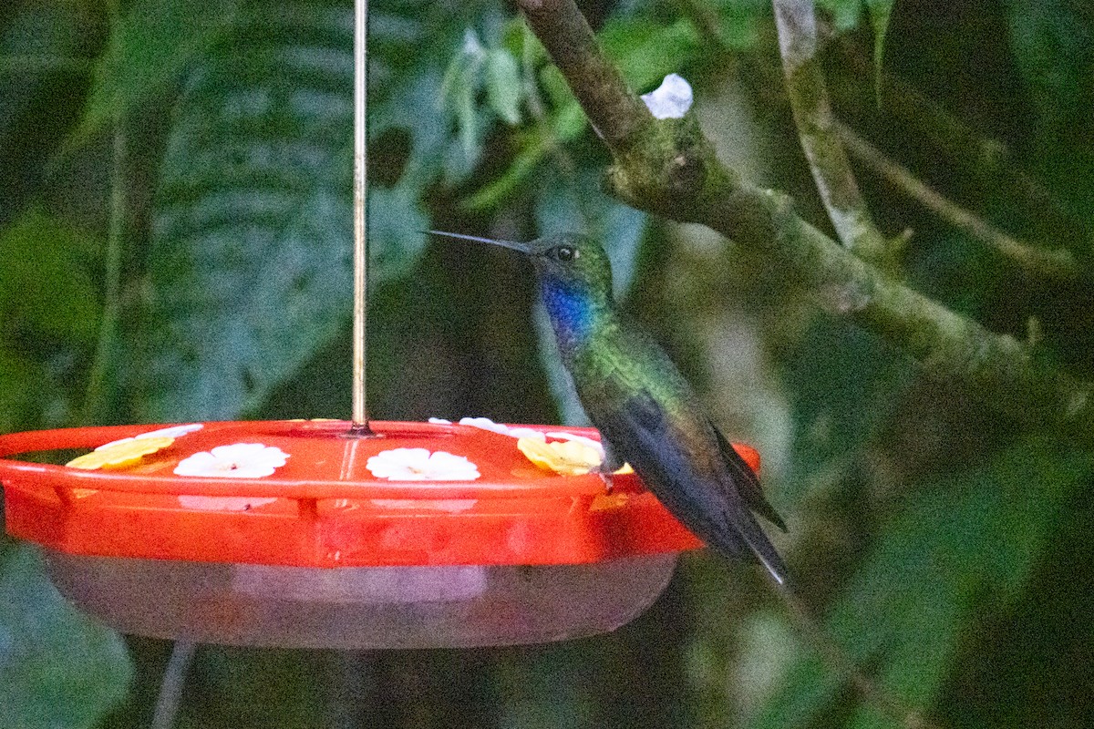 Colibri à queue blanche - ML611765561