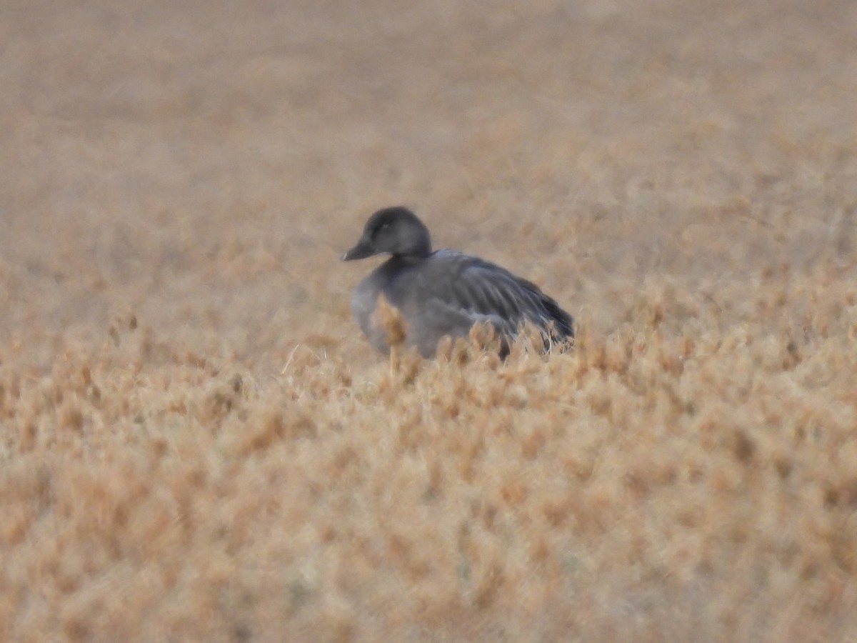 Snow Goose - ML611765618