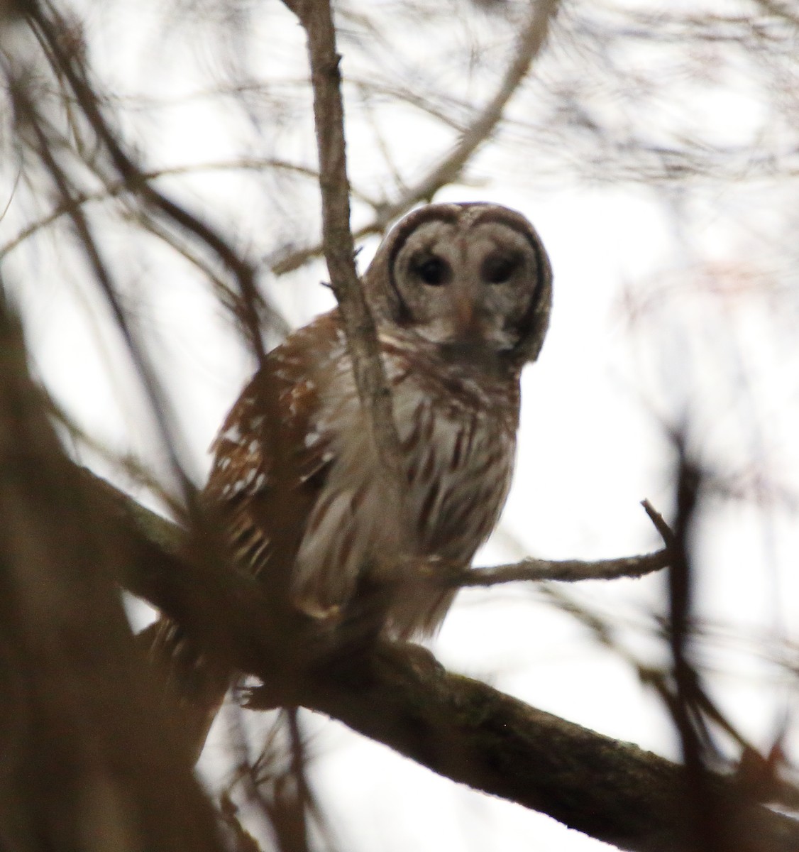 Barred Owl - ML611765714