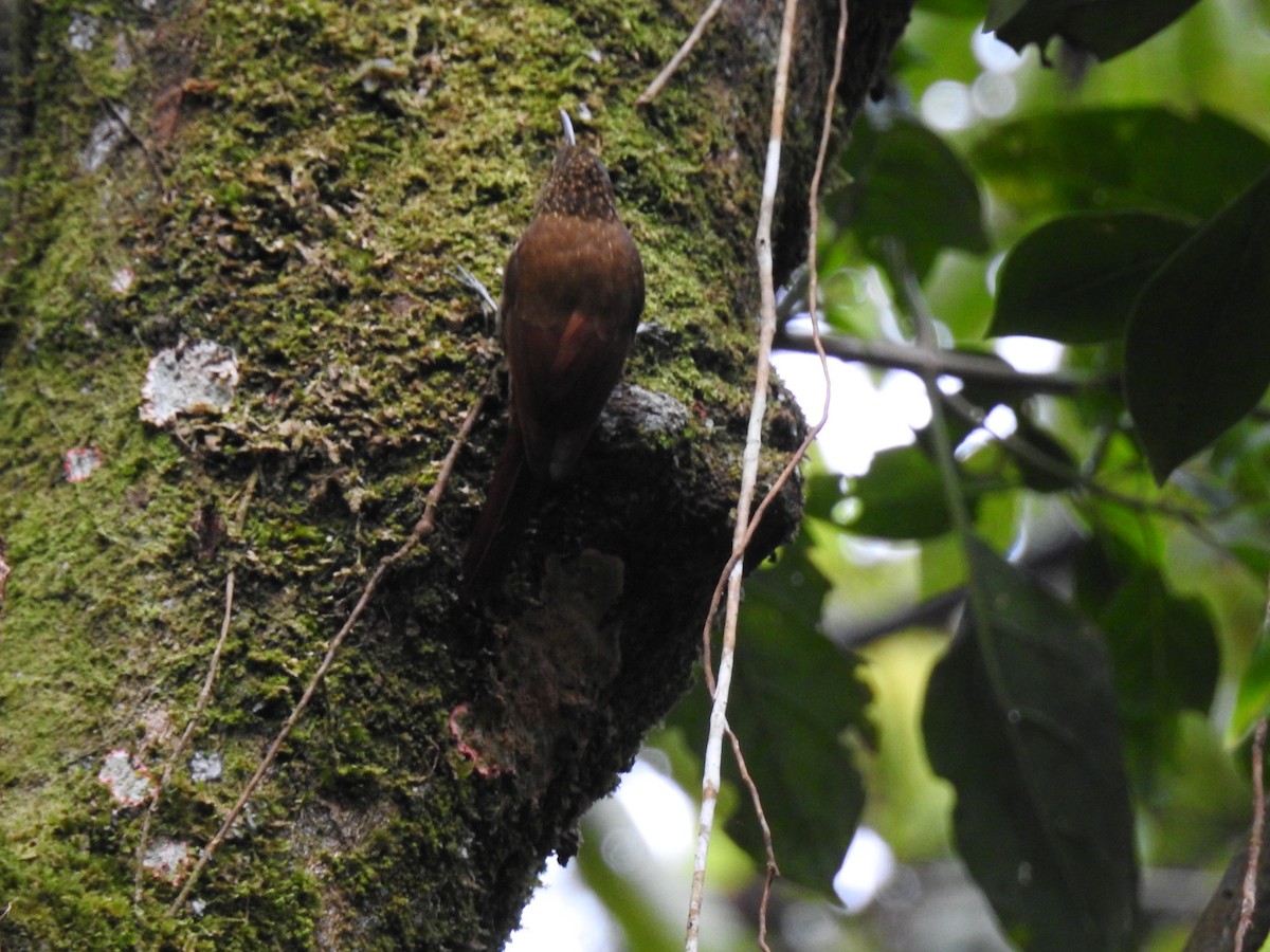 Spotted Woodcreeper (Spotted) - ML611765759