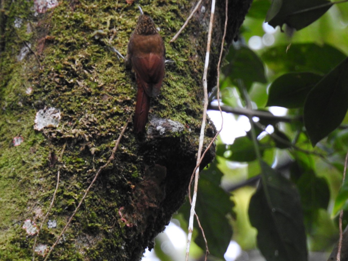 Spotted Woodcreeper (Spotted) - ML611765761