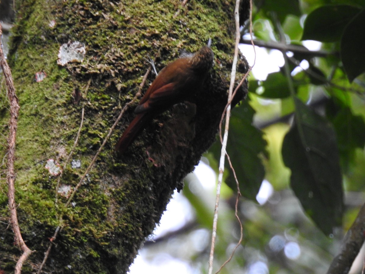 Spotted Woodcreeper (Spotted) - ML611765762