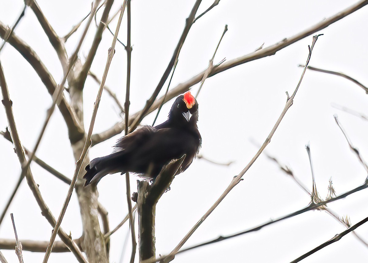 Flame-crested Tanager - Luis R Figueroa