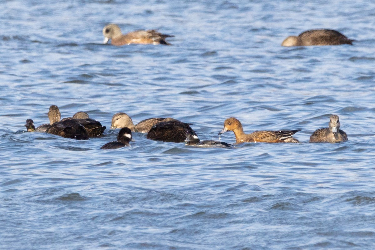 Eurasian Wigeon - Lyall Bouchard