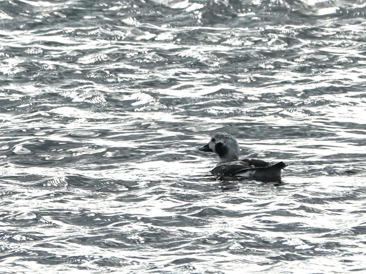 Long-tailed Duck - ML611765956