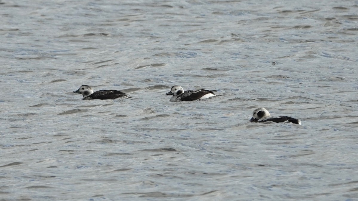 Long-tailed Duck - ML611765959