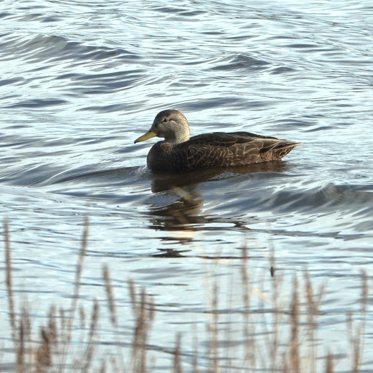 Esmer Ördek - ML611765960