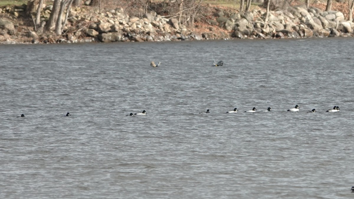 Common Goldeneye - ML611765972