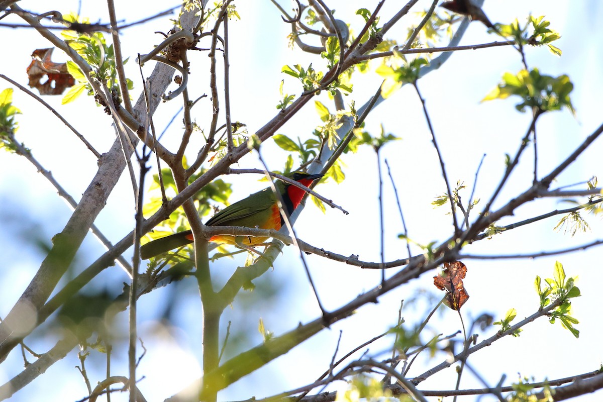 Four-colored Bushshrike (Four-colored) - ML611766024