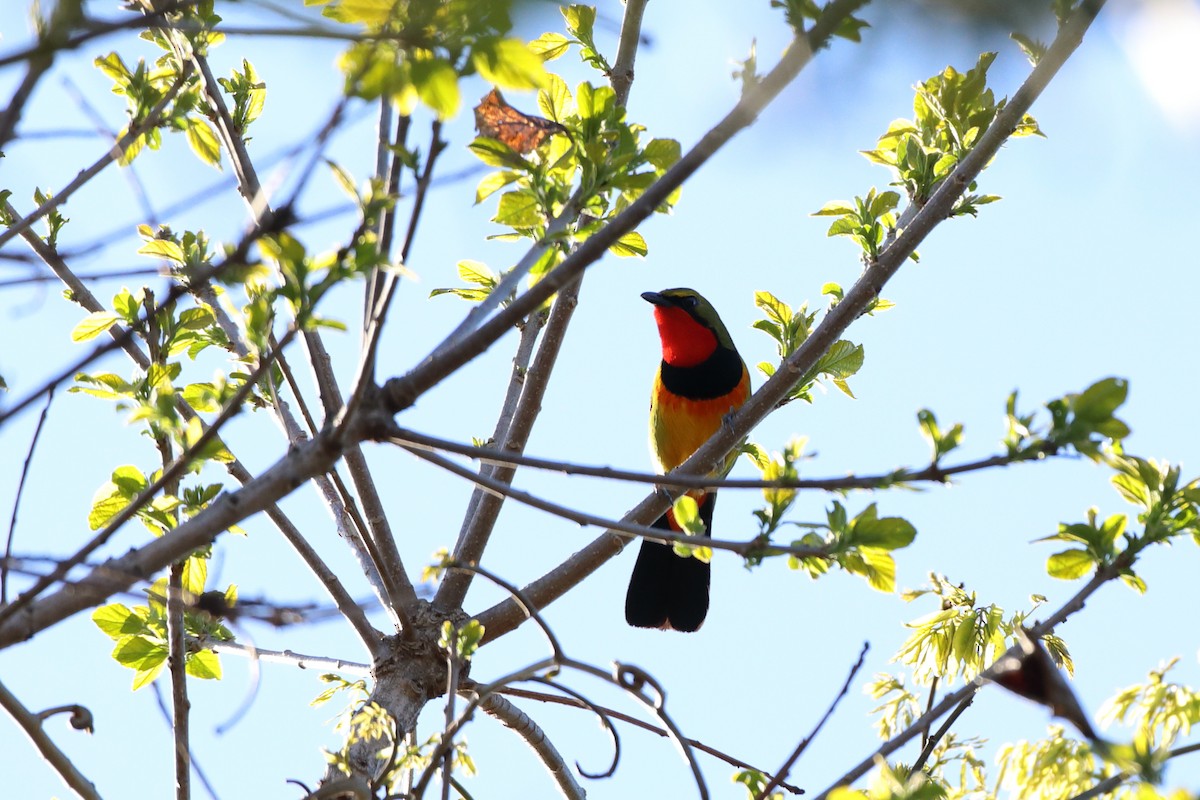 Four-colored Bushshrike (Four-colored) - ML611766025