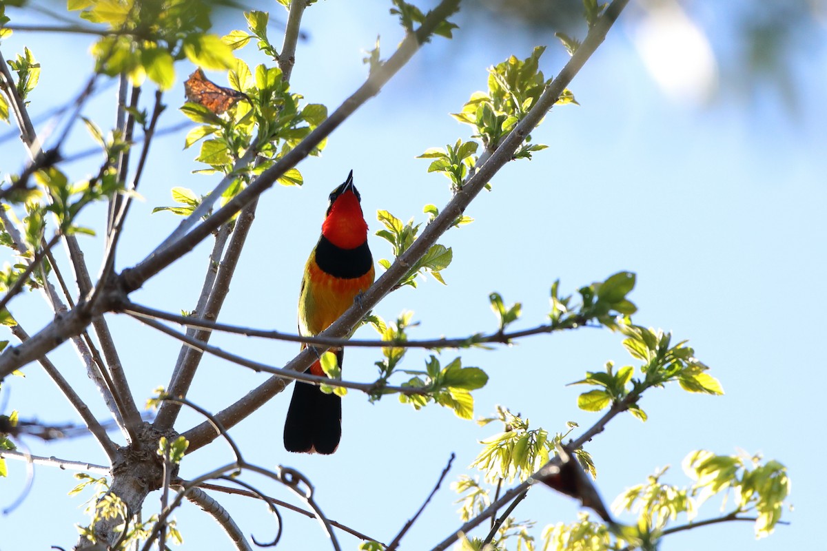 Four-colored Bushshrike (Four-colored) - ML611766026