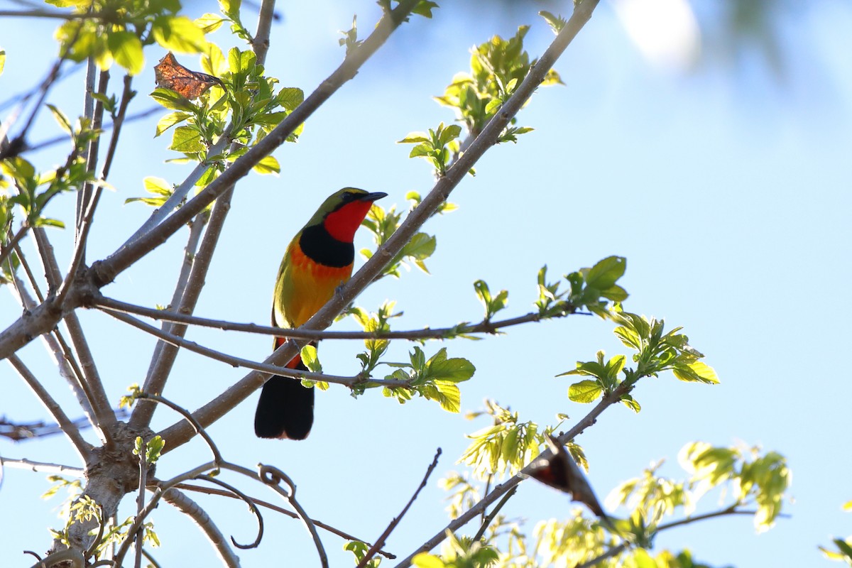 Four-colored Bushshrike (Four-colored) - ML611766027