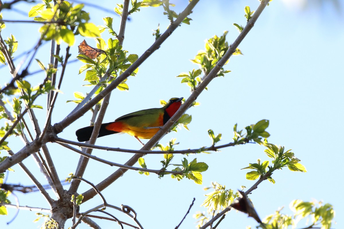 Four-colored Bushshrike (Four-colored) - ML611766028