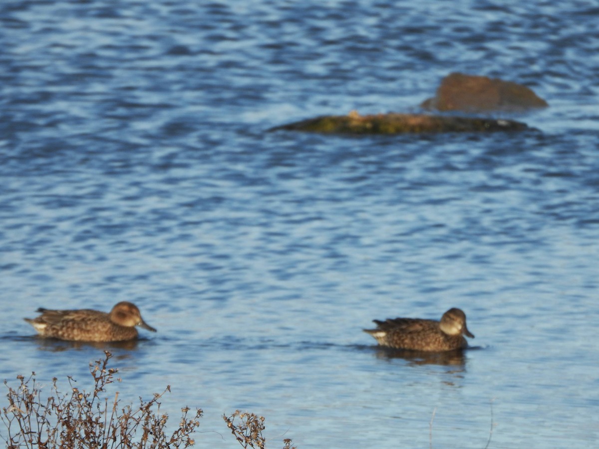 Green-winged Teal - ML611766029