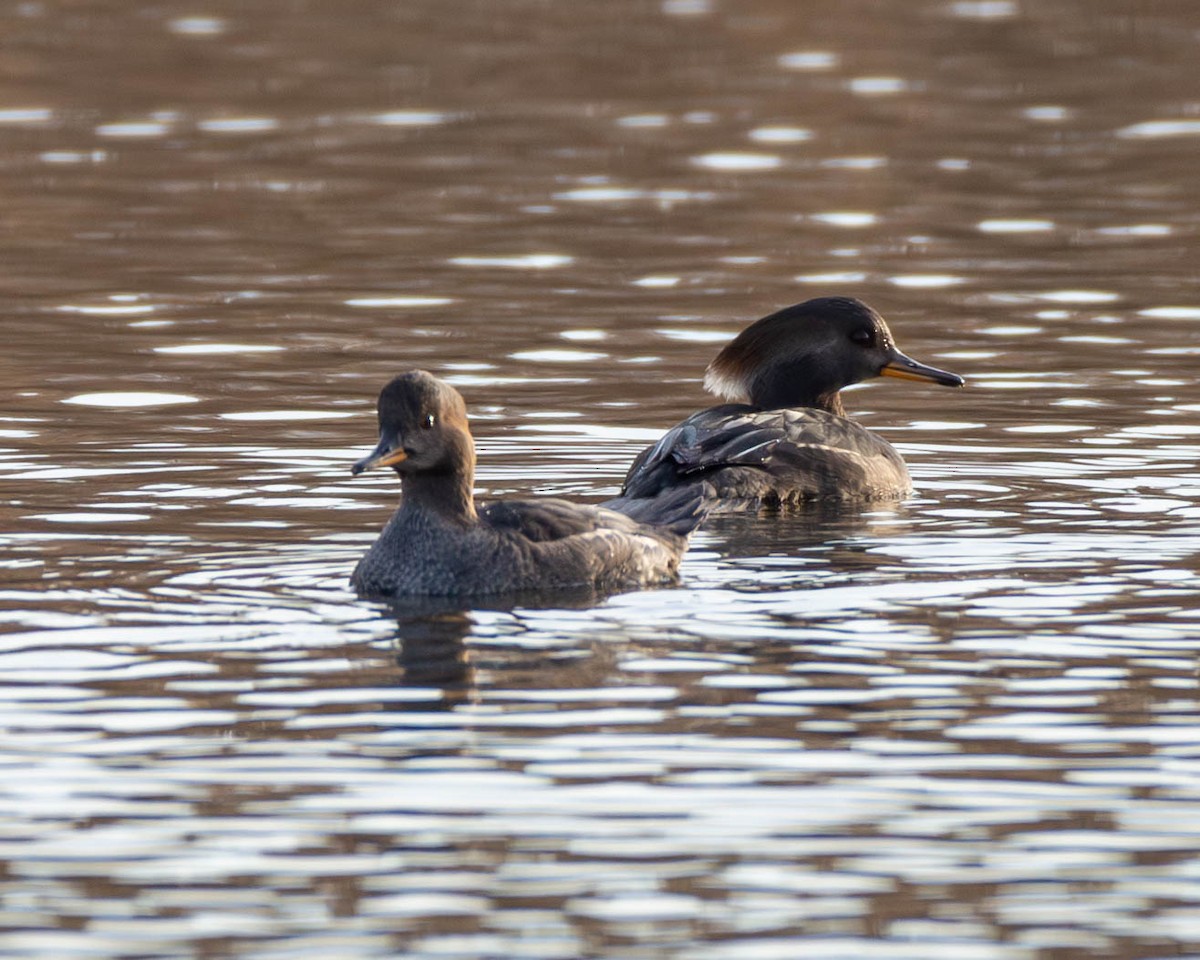 Hooded Merganser - ML611766073