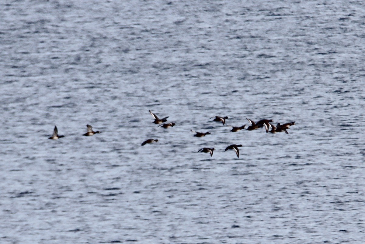 bergand - ML611766081